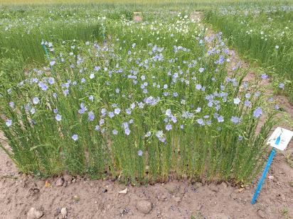 Click for 1 image(s) for this accession.